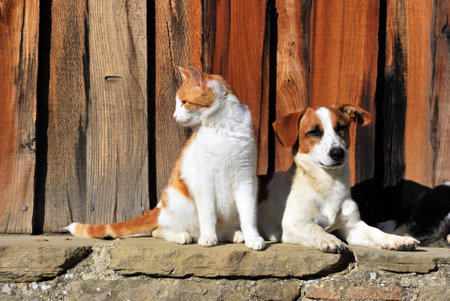 Cats and dog together outside the door in the patioの写真素材