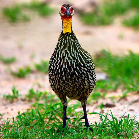 A closeup shot of a francolin inの写真素材
