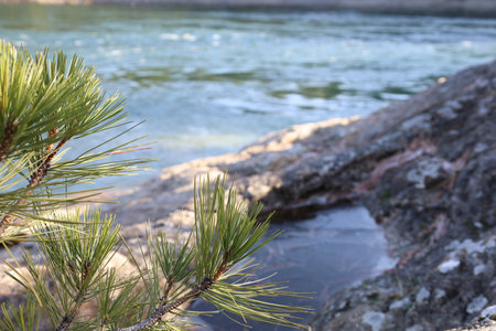 A closeup shot of pine branches in daylight