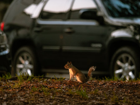 A closeup of an Eastern Gray Squirrelの写真素材