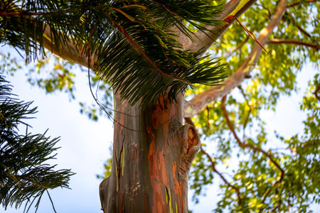 A closeup of a rainbow eucalyptus tree