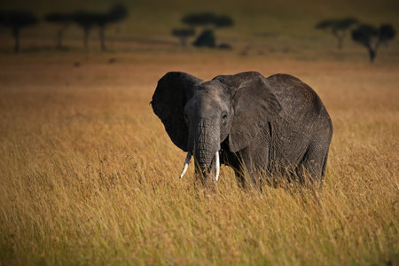 An elephant standing on a meadow in Masai Mara, Kenyaの写真素材