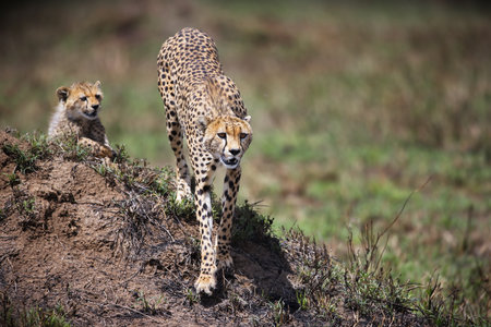 A big and baby cheetah walking against a blurry grass background in Tanzaniaの写真素材
