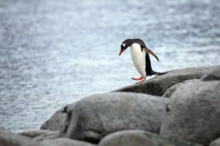 A penguin in its natural habitat in Antarcticaの写真素材