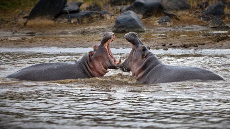 Two huge hippos fighting with each other in the pond, Masai Maraの写真素材