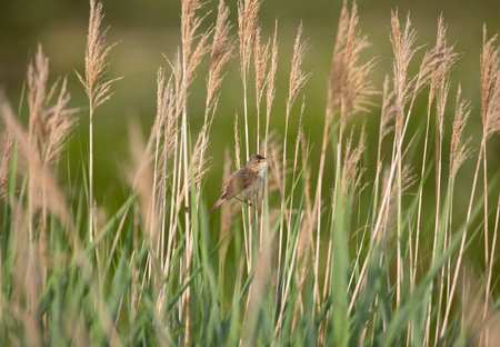 A small Eurasian reed warbler perched on the reed on a blurred background and foregroundの写真素材