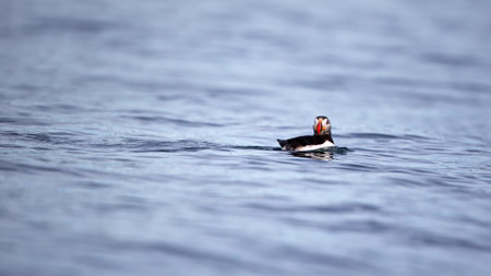 A puffin swimming on the cold waters of Svalbard in Norwayの写真素材