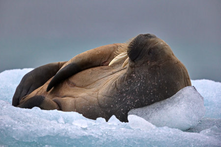 A beautiful shot of a seal lying on the iced surface during the day in Svalbardの写真素材