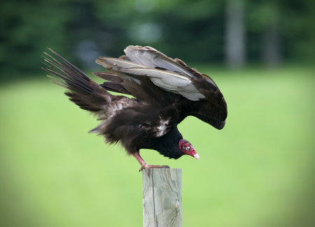 A closeup shot of the Turkey vulture bird perched on the cut tree on the blurry backgroundの写真素材
