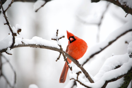 A closeup shot of the Northern cardinal bird perched on the snowy branch of the tree