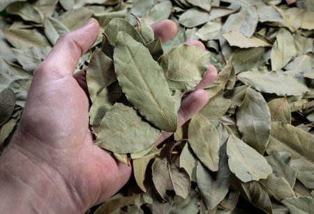 A closeup of Bay leaves