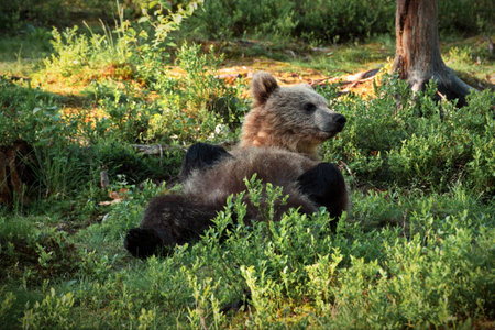 A male baby brown Grizzly bear laying on the grass ground and trees on a sunny day in Finland