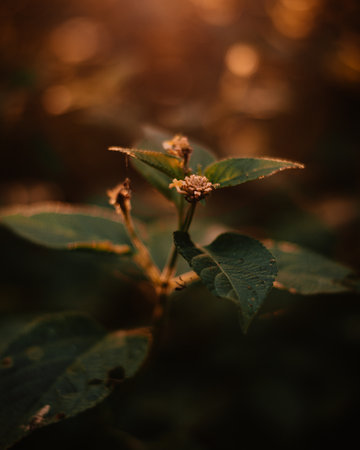 A soft focus of a plant with small white flowers blooming at a gardenの写真素材