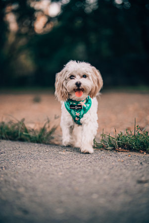 A vertical shot of a beautiful white Havanese dog in a harness walking in a park