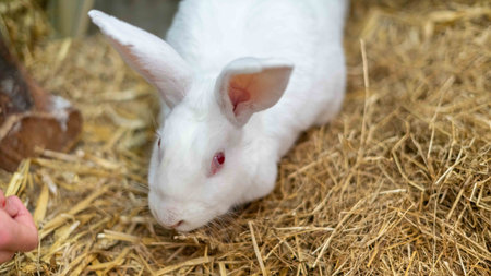 A closeup shot of the white rabbit with red eyes on the hayの写真素材