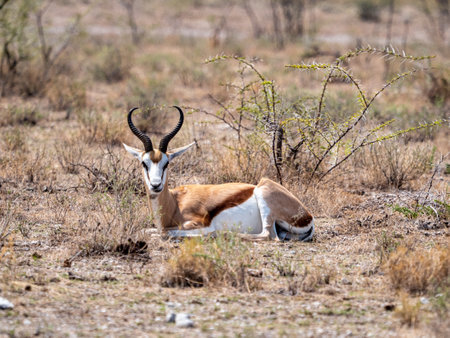 A closeup of a beautiful Springbok