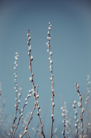 A vertical shot of willow branch with white fluffy buds