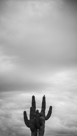 A grayscale shot of saguaro cactus growing in a field under a cloudy skyの写真素材