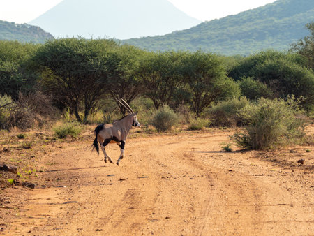 A closeup of a Gemsbok crossing the roadの写真素材