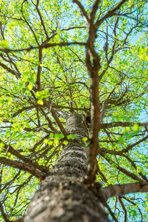 A vertical low angle shot of a tree with green leaves in Finland