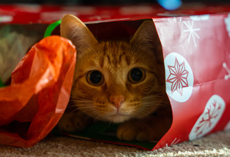 A fluffy orange cat lying in a gift bag looking with surprised eyesの写真素材