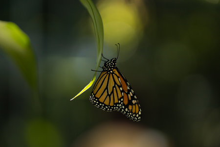 A butterfly on a long leaf