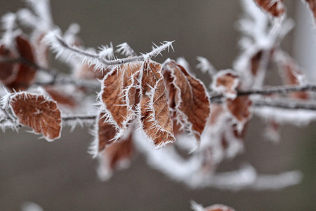 A closeup of a tree brown leaves covered with rime frost