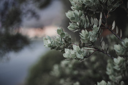 A closeup of the green foliage of the tree branch. Shallow focus.の写真素材