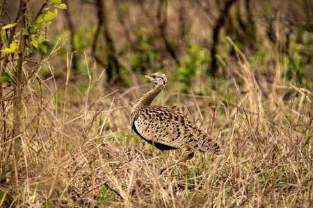 A selective focus shot of bustard in the forest