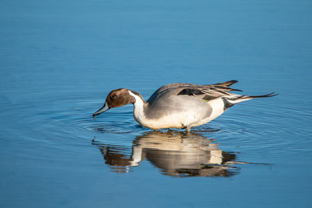 A Pintail Duck swimming in the lake