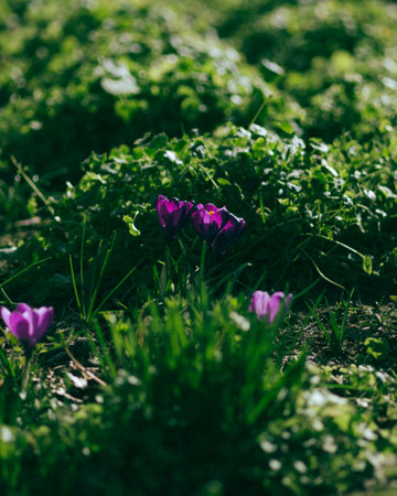 A vertical shallow focus shot of the spring purple crocus flowers in the gardenの写真素材