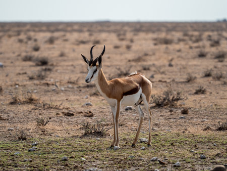 A closeup of a beautiful Springbok