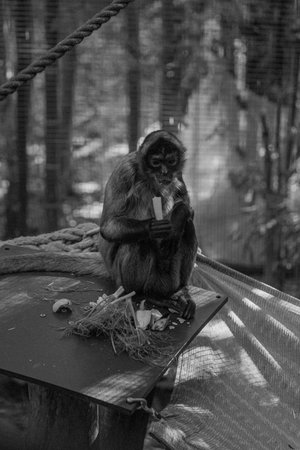 A greyscale of a monkey sitting and eating it's breakfast