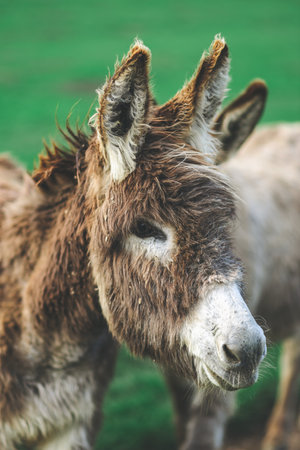 A vertical shot of a donkey face in a green background.の写真素材
