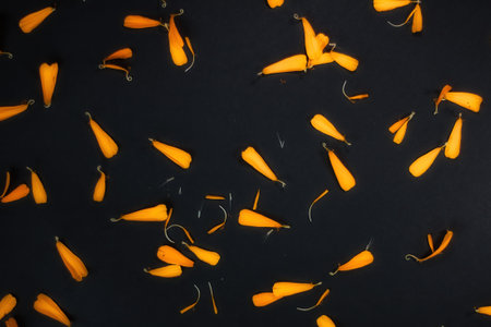 A closeup shot of the petals of marigolds on the black backgroundの写真素材