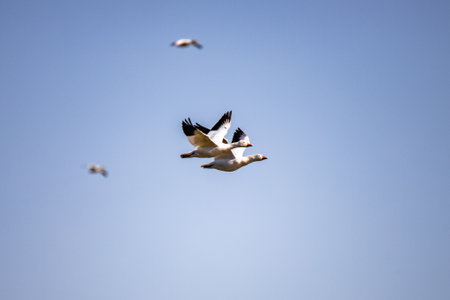 A closeup of Snow geese in flightの写真素材
