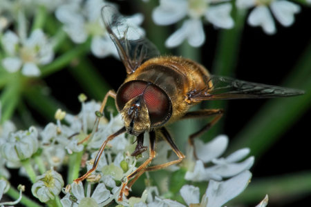 A macro shot of the beautiful Common Drone Fly on flowers