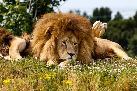 A closeup portrait of a lion lying in the field covered by little white flowersの写真素材