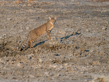 A closeup of a cat in a desertの写真素材