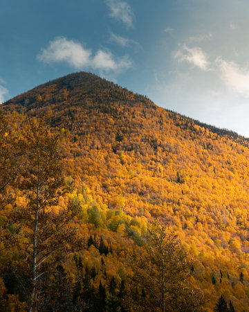 A beautiful view of yellow trees on the mountainsの写真素材