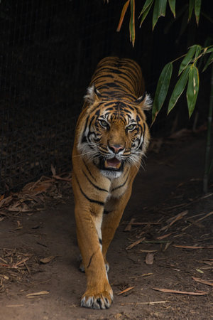 A shot of a tiger walking annoyed