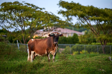 A shorthorn cow in a rural meadowの写真素材