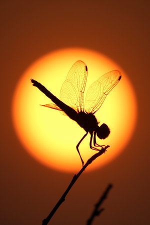 A vertical closeup shot of the dragonfly silhouette with the sun on the backgroundの写真素材
