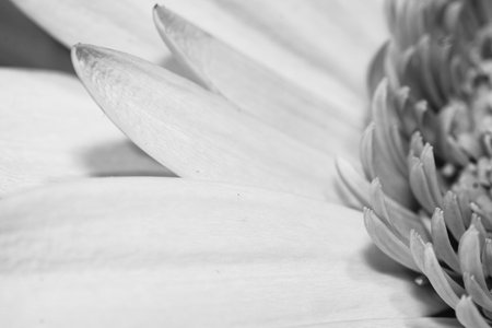 A closeup shot of a chamomile in black and whiteの写真素材
