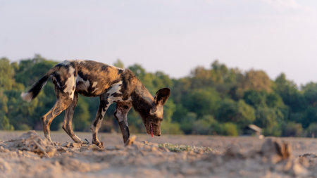 A selective of an African wild dog (Lycaon pictus)の写真素材