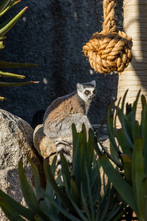A lemur sitting at Melbourne zoo