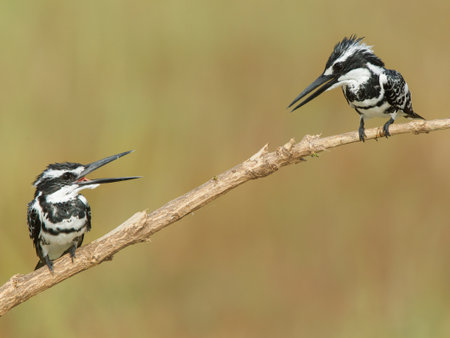 A close-up shot of two lesser piebald kingfishers standing on a branch in a blurry background.の写真素材