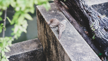 A scenic view of two birds perched on a stone-ground outdoors