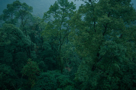 a photo of dark green forest in asia