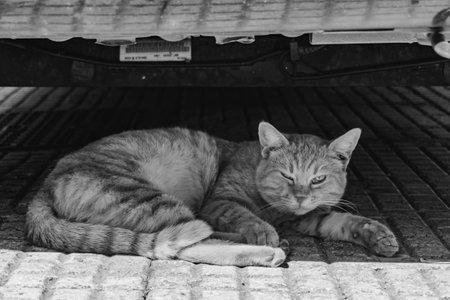 A grayscale shot of a feral car lying on the ground under the car in the street